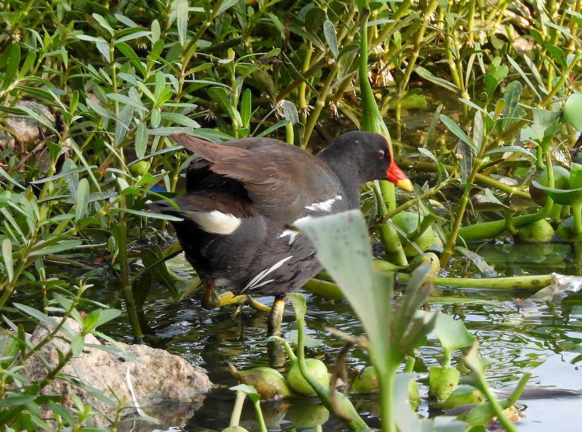 Eurasian Moorhen - ML620207383