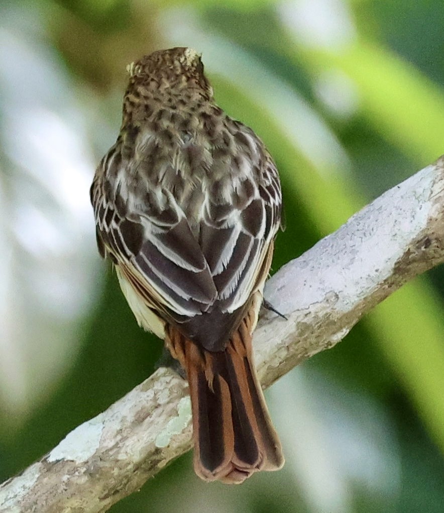 Streaked Flycatcher - ML620207391