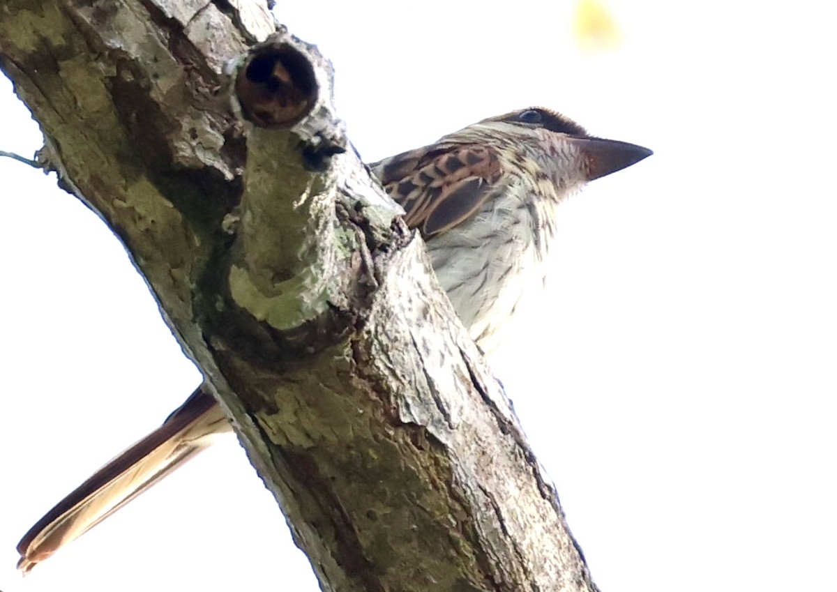 Streaked Flycatcher - ML620207392