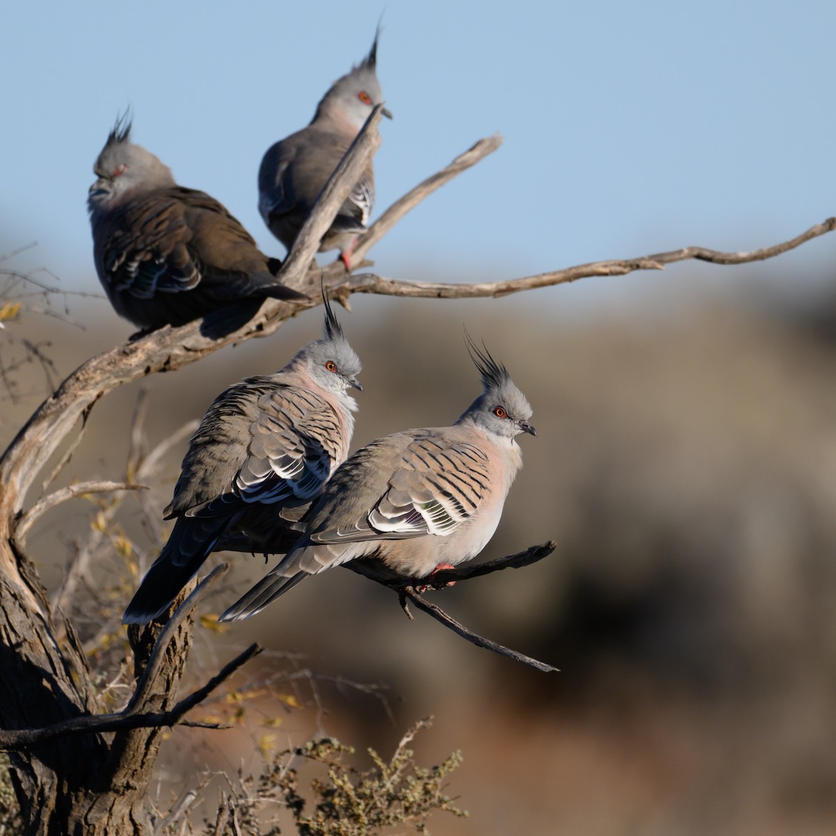 Crested Pigeon - ML620207396