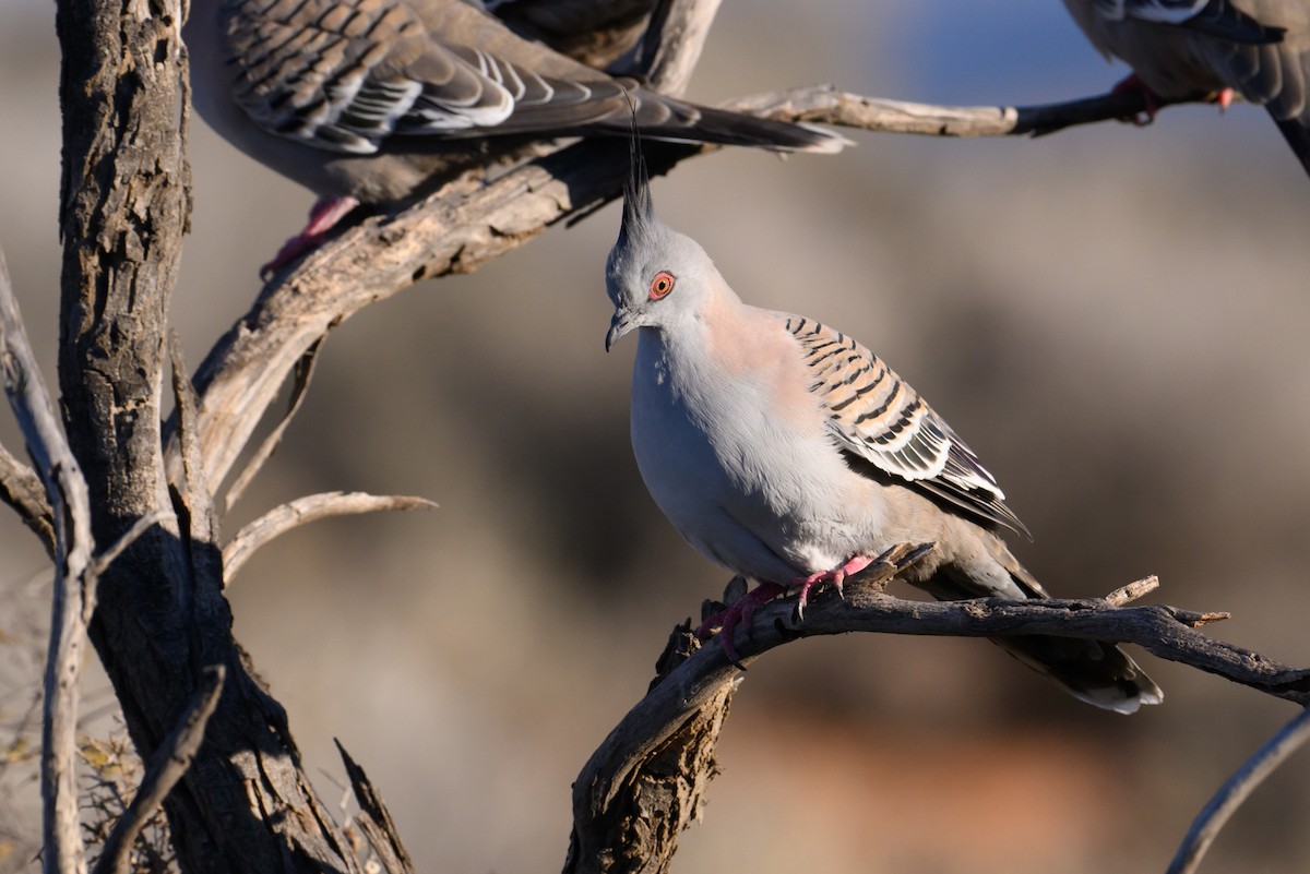 Crested Pigeon - ML620207397