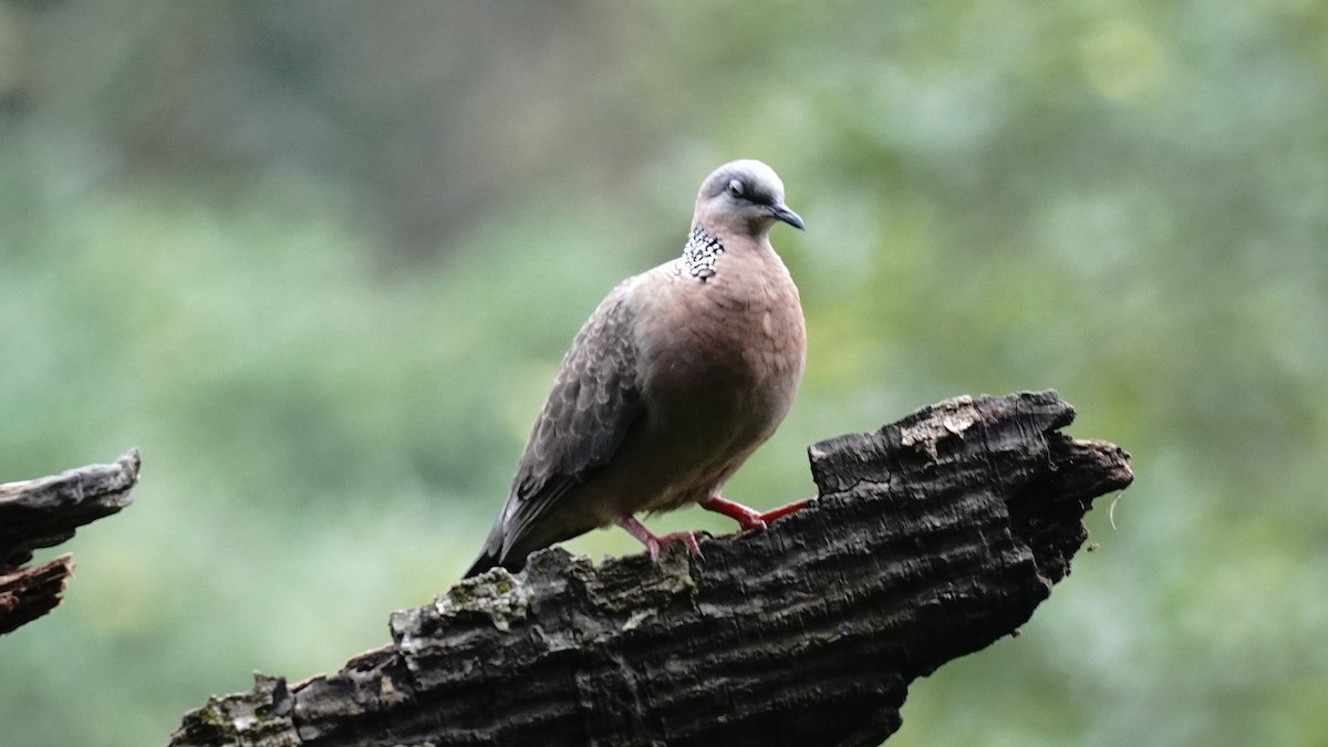 Spotted Dove - ML620207400