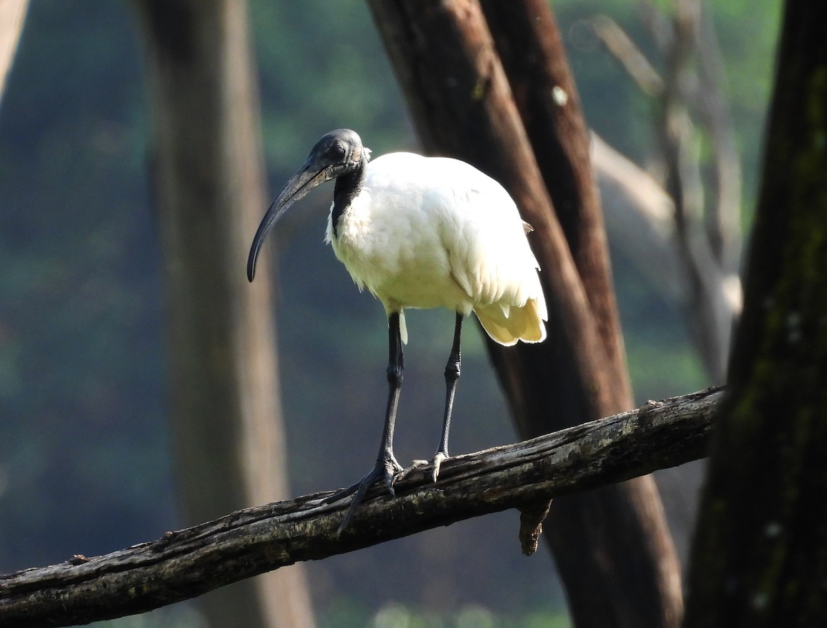 Black-headed Ibis - ML620207406