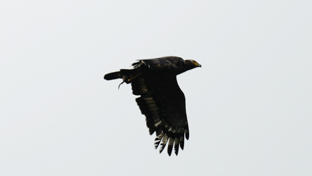 Crested Serpent-Eagle - ML620207409