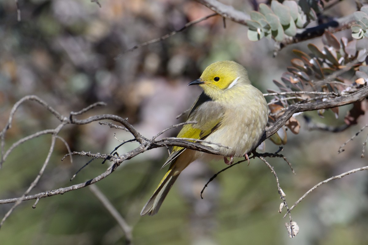 White-plumed Honeyeater - ML620207413