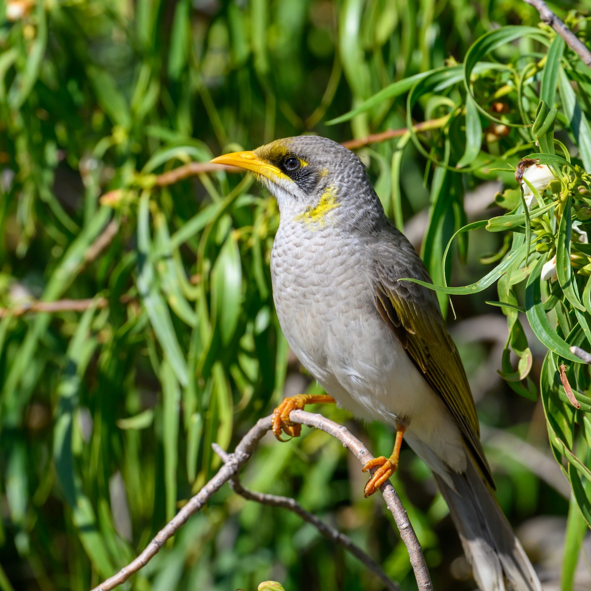 Yellow-throated Miner - ML620207421