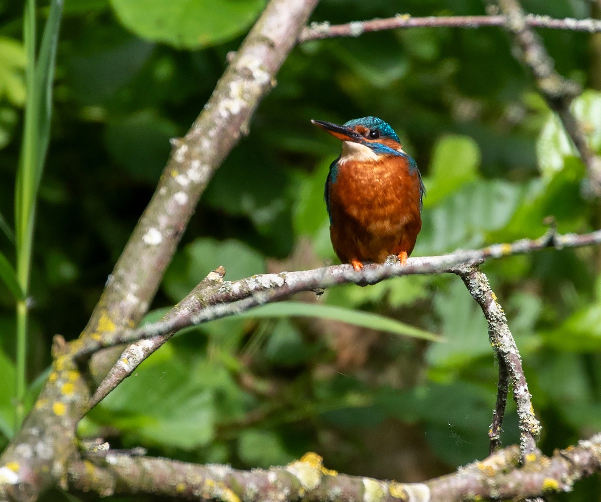 Common Kingfisher - ML620207429