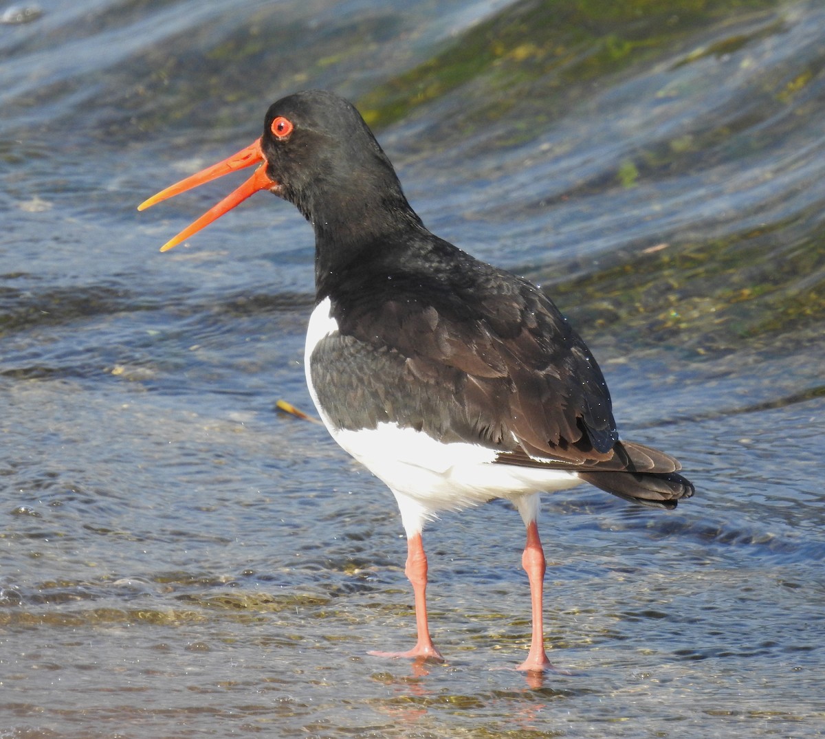 Eurasian Oystercatcher - ML620207433