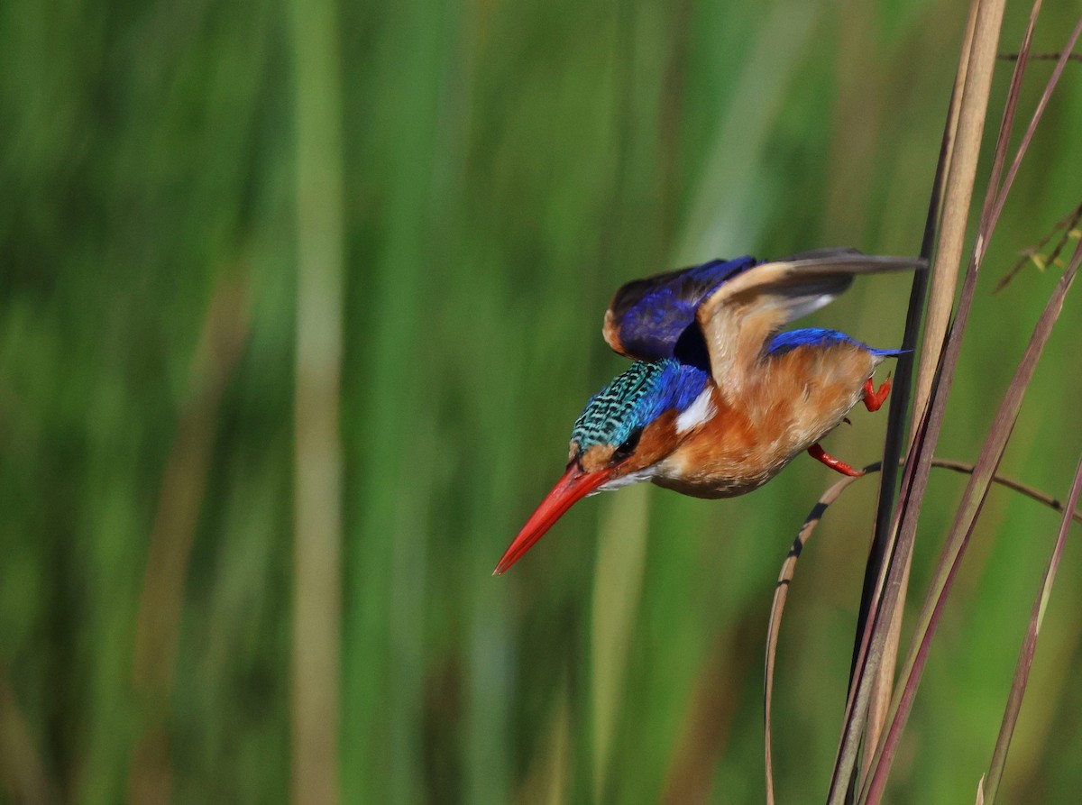 Malachite Kingfisher - ML620207436