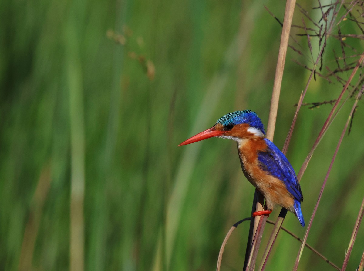 Malachite Kingfisher - ML620207437