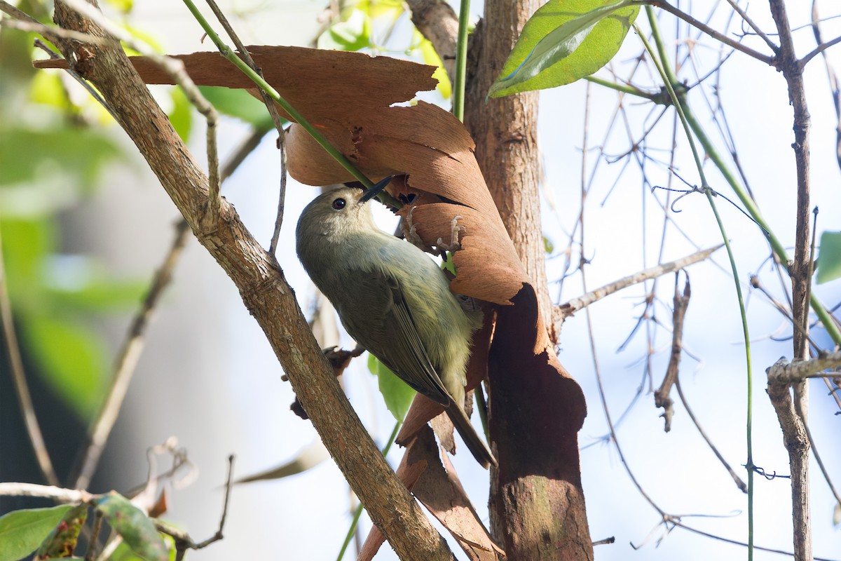 Large-billed Scrubwren - ML620207440