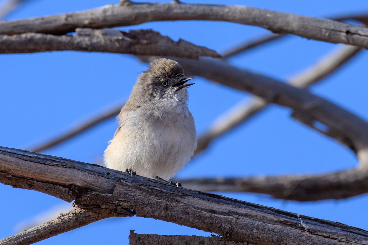 Chestnut-rumped Thornbill - ML620207455