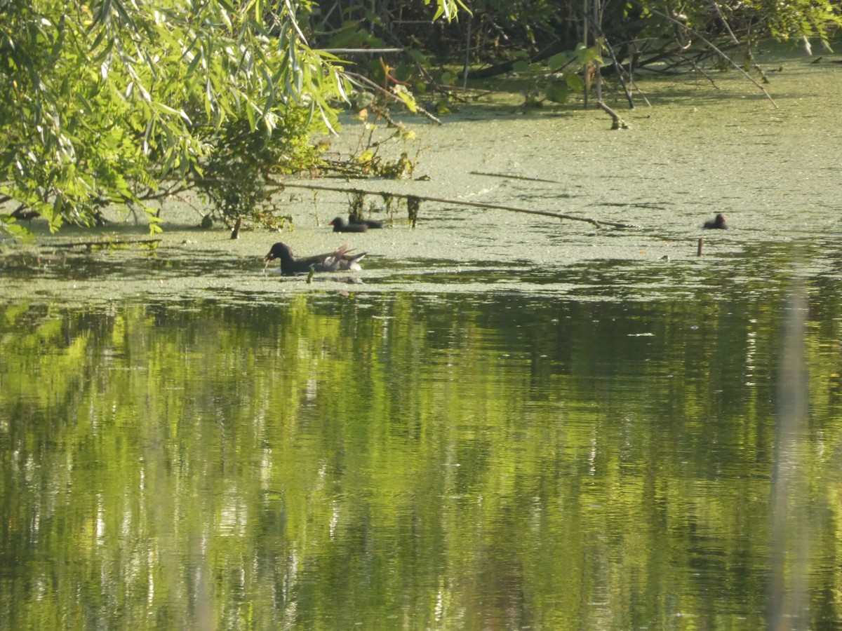 Eurasian Moorhen - ML620207459