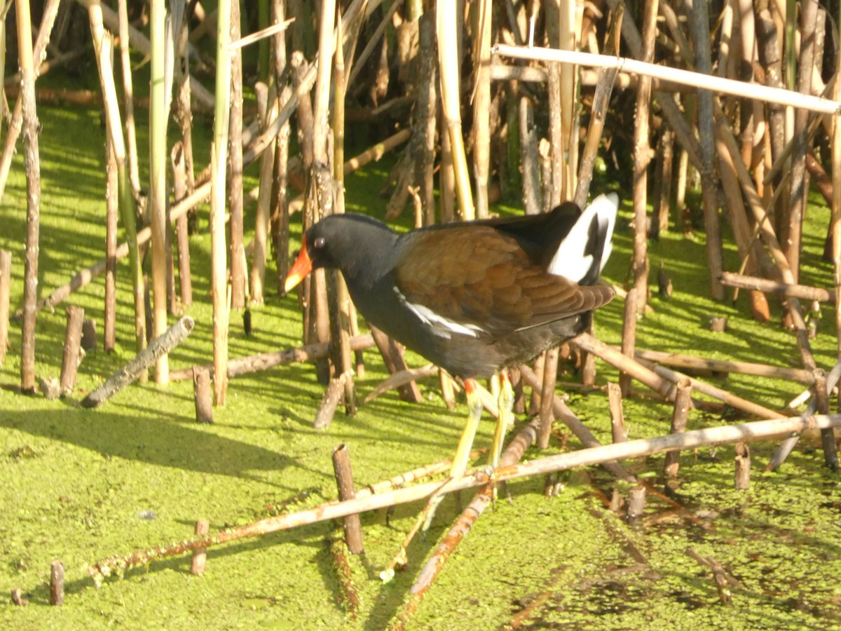 Eurasian Moorhen - ML620207460