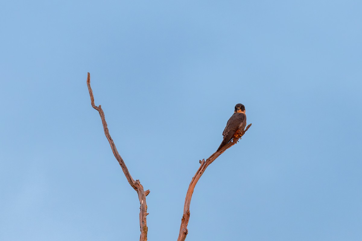 Australian Hobby - ML620207466