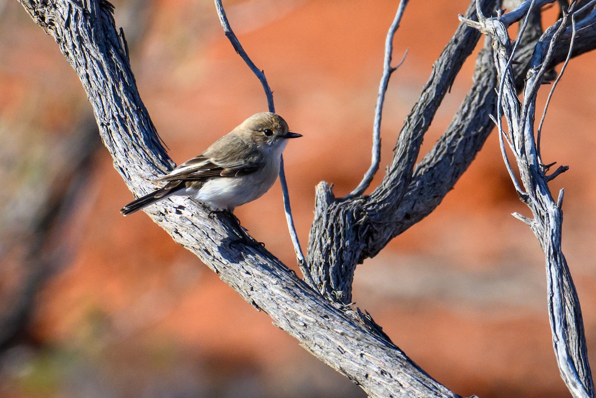 Red-capped Robin - ML620207467