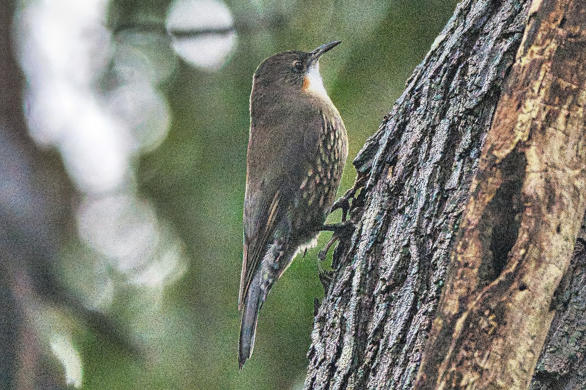 White-throated Treecreeper (White-throated) - ML620207469