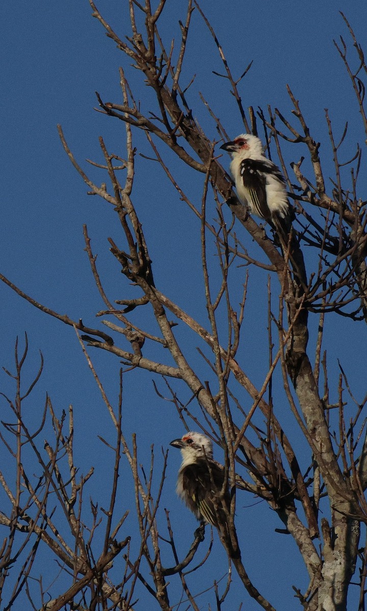 Chaplin's Barbet - ML620207472