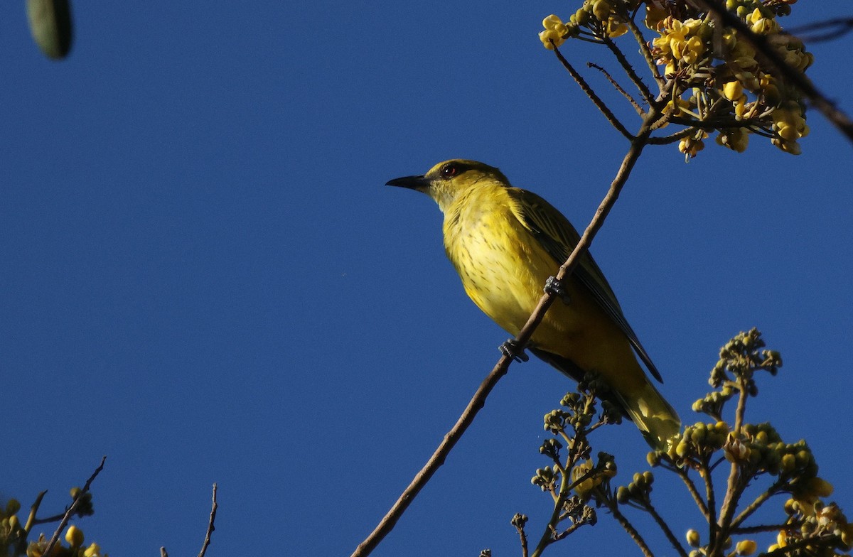 African Golden Oriole - ML620207477