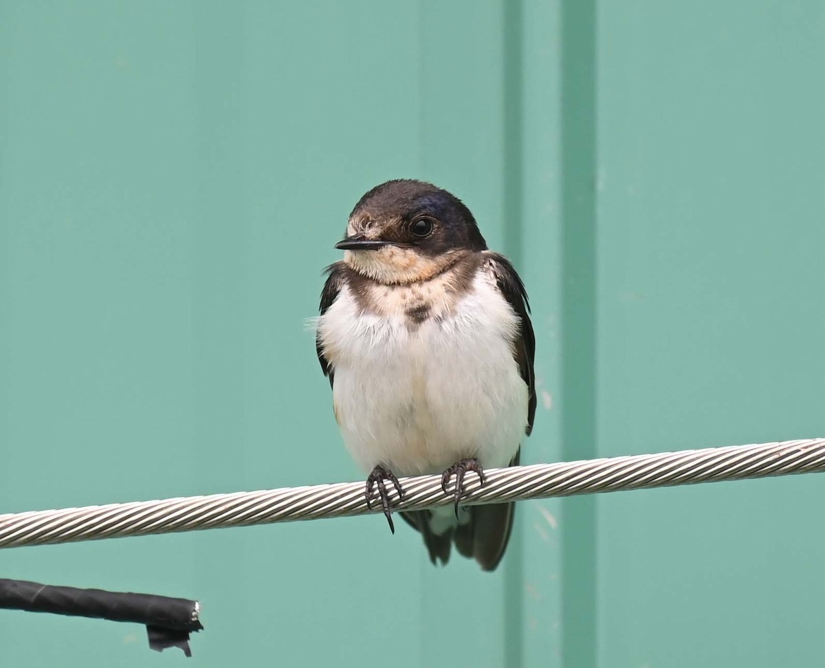 Barn Swallow - ML620207487