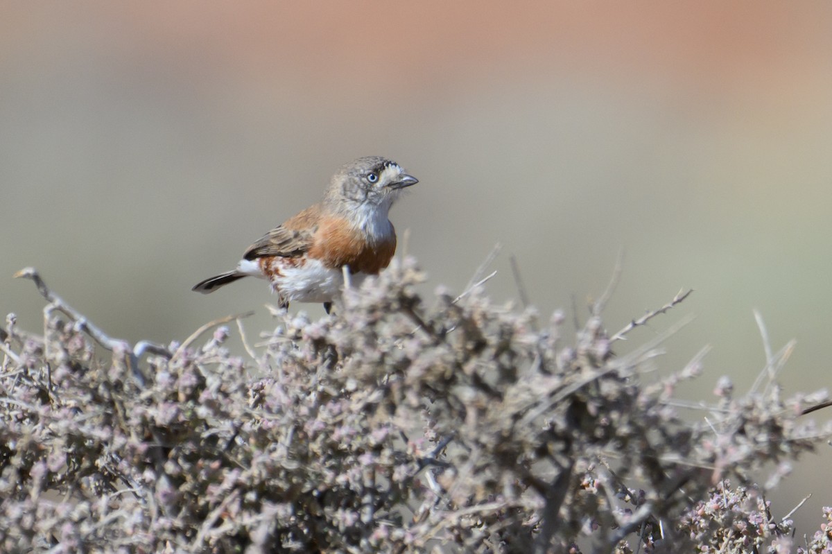 Chestnut-breasted Whiteface - ML620207492