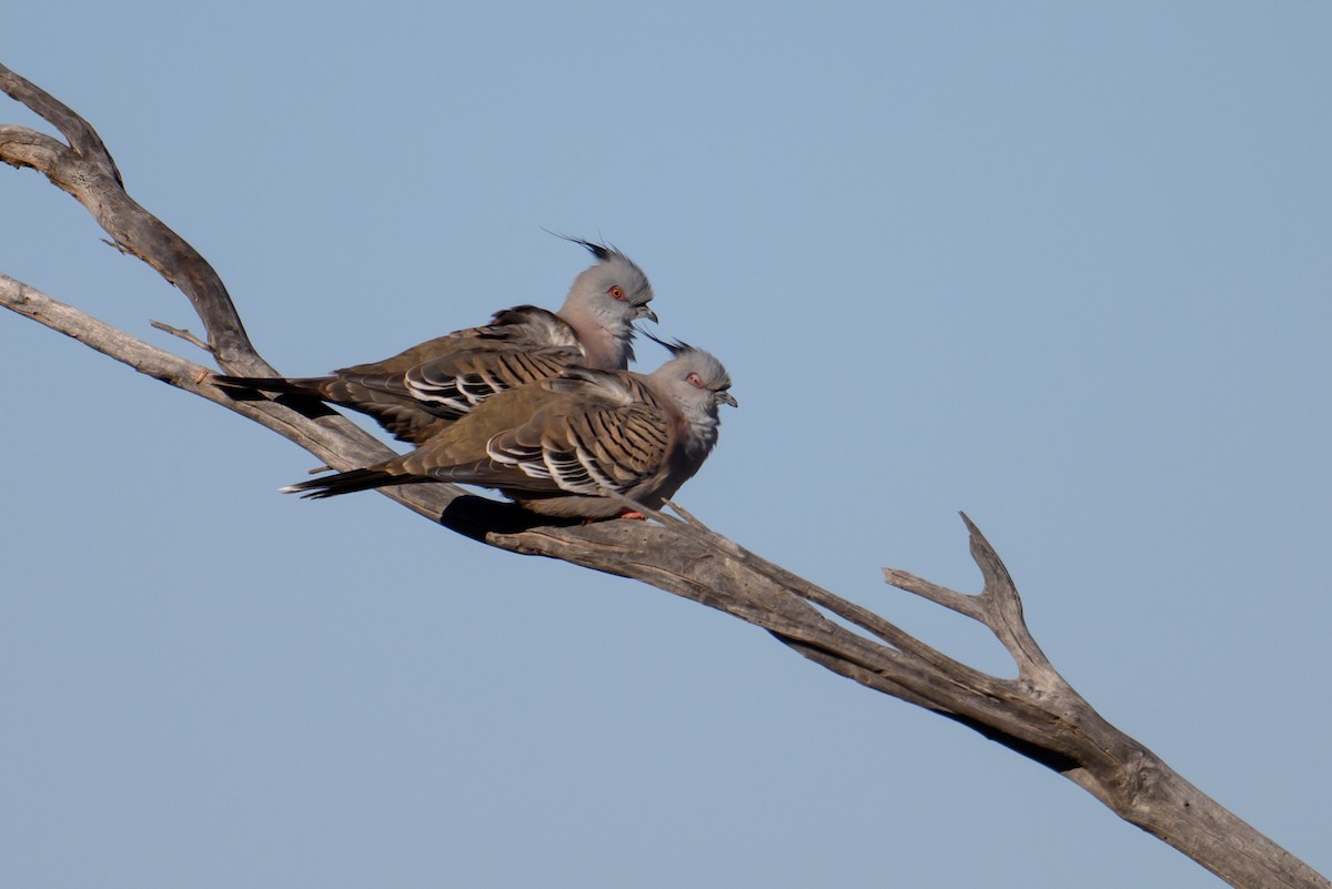 Crested Pigeon - ML620207501