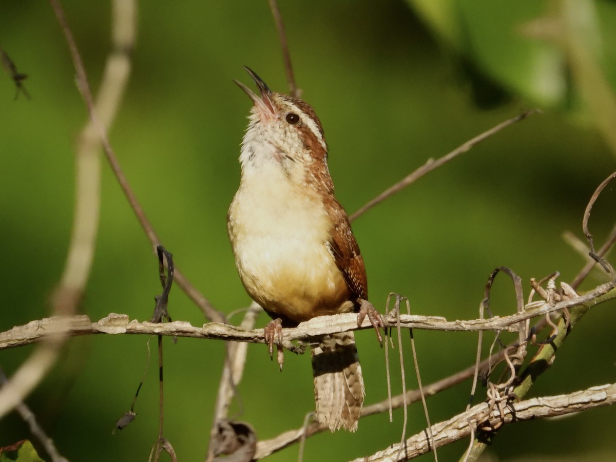 Carolina Wren - ML620207504