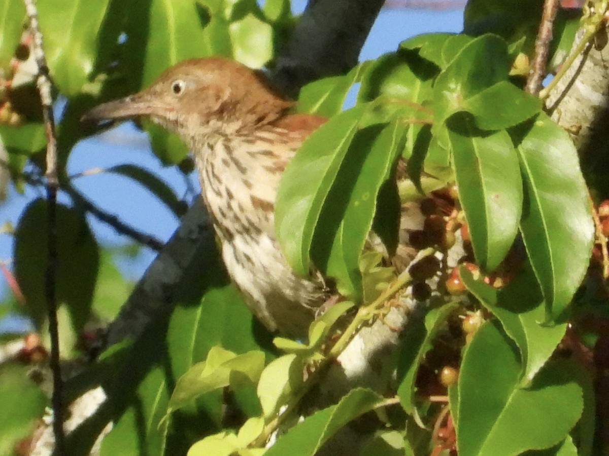 Brown Thrasher - ML620207506