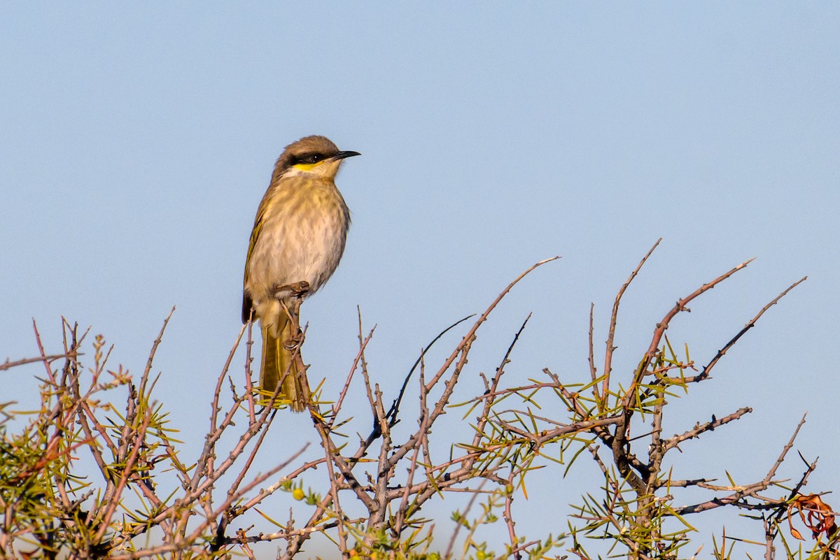 Singing Honeyeater - ML620207517