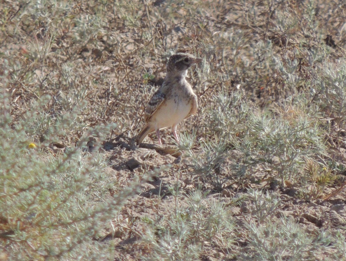 Turkestan Short-toed Lark - ML620207518