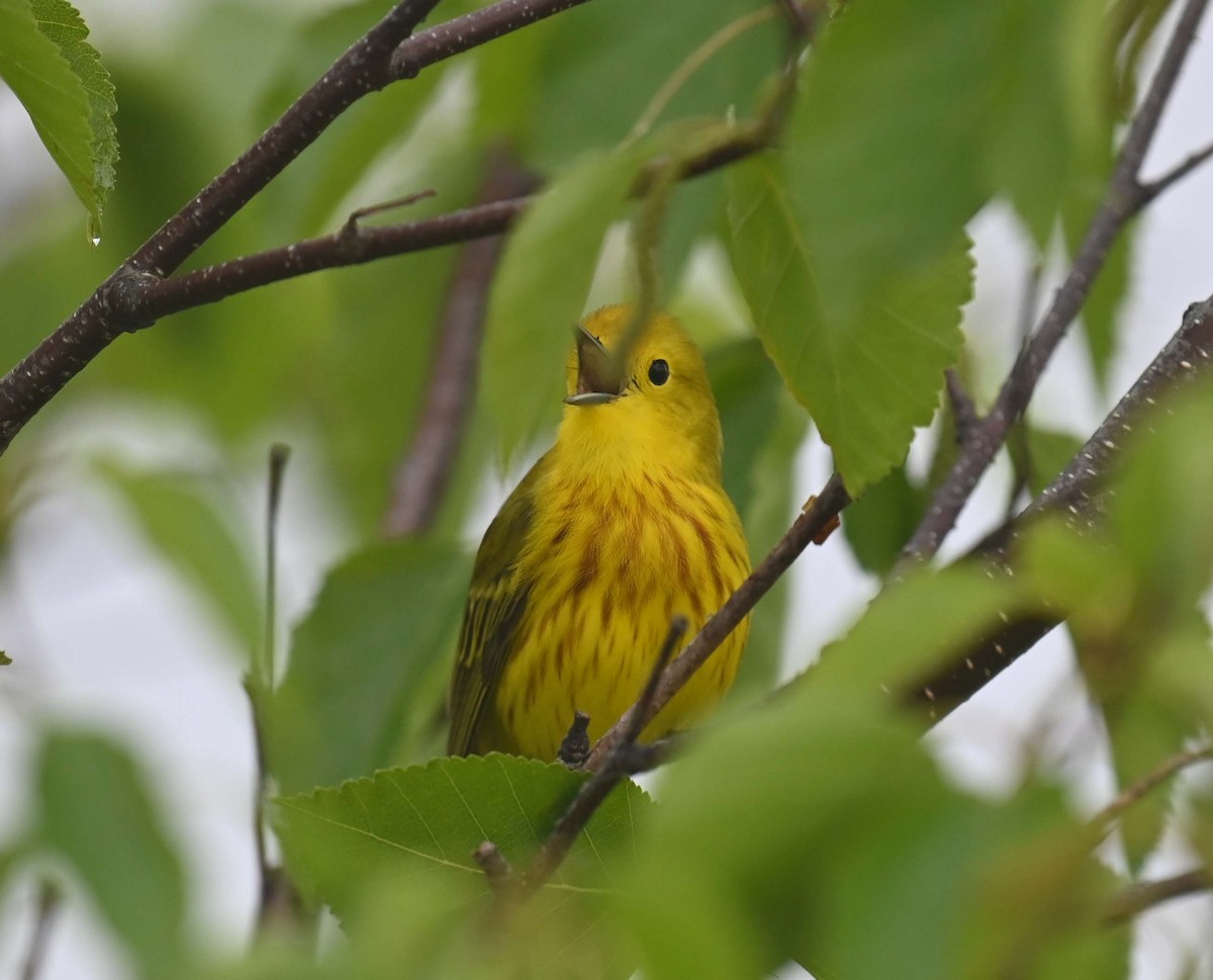 Yellow Warbler - ML620207522