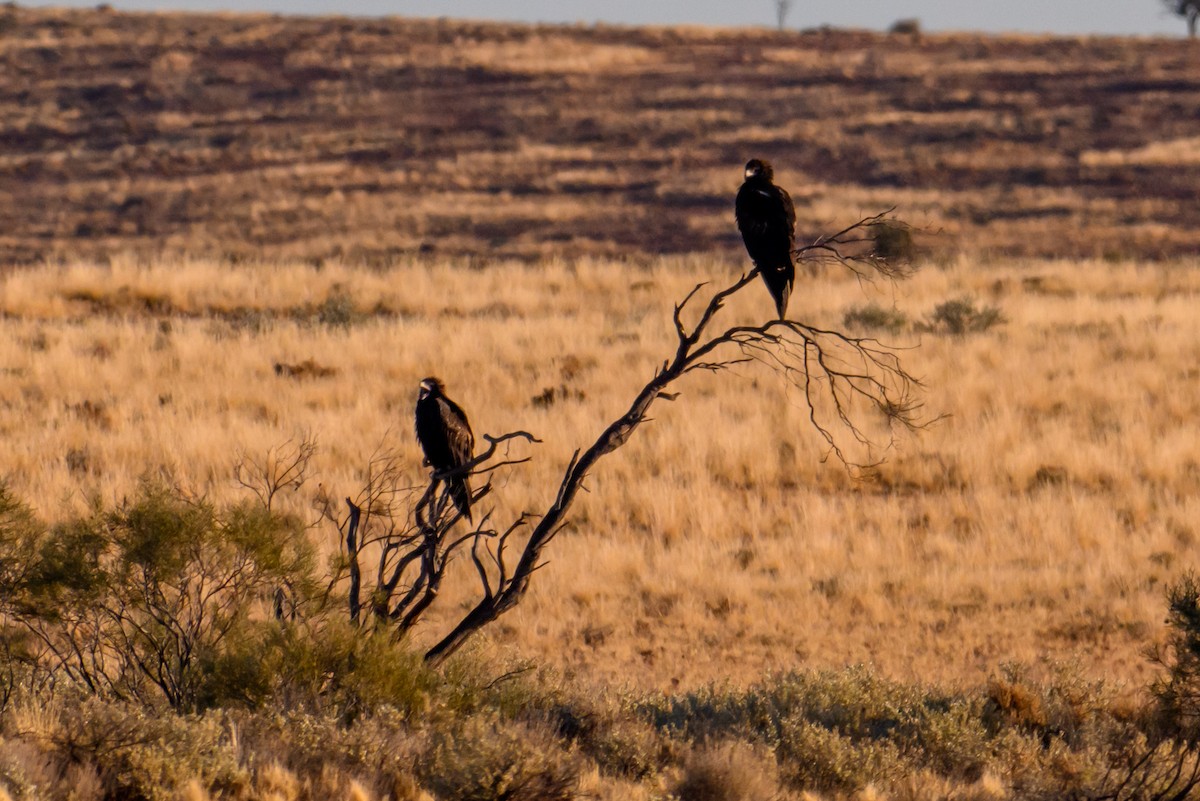 Wedge-tailed Eagle - ML620207526