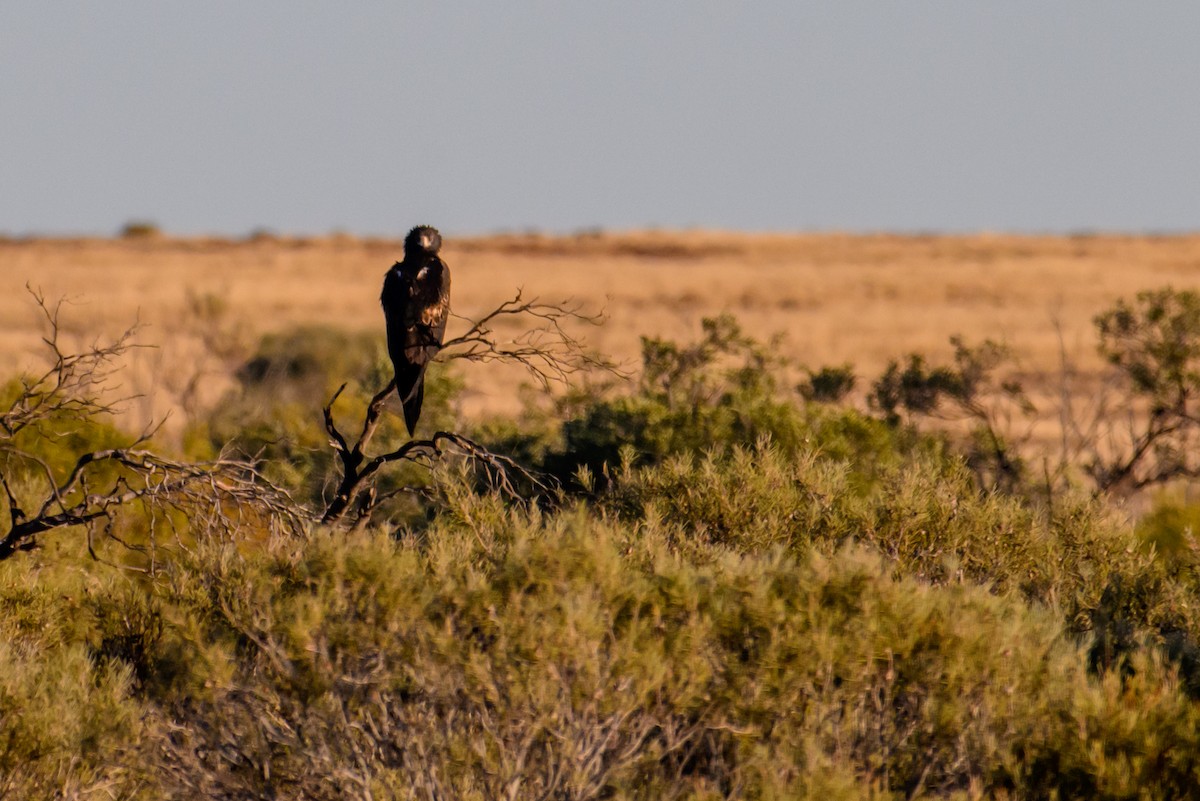 Wedge-tailed Eagle - ML620207527