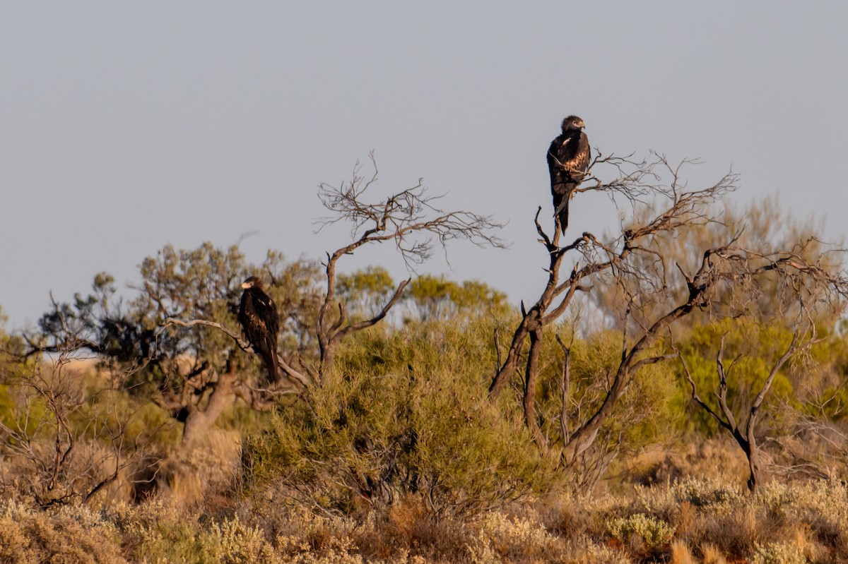 Wedge-tailed Eagle - ML620207529