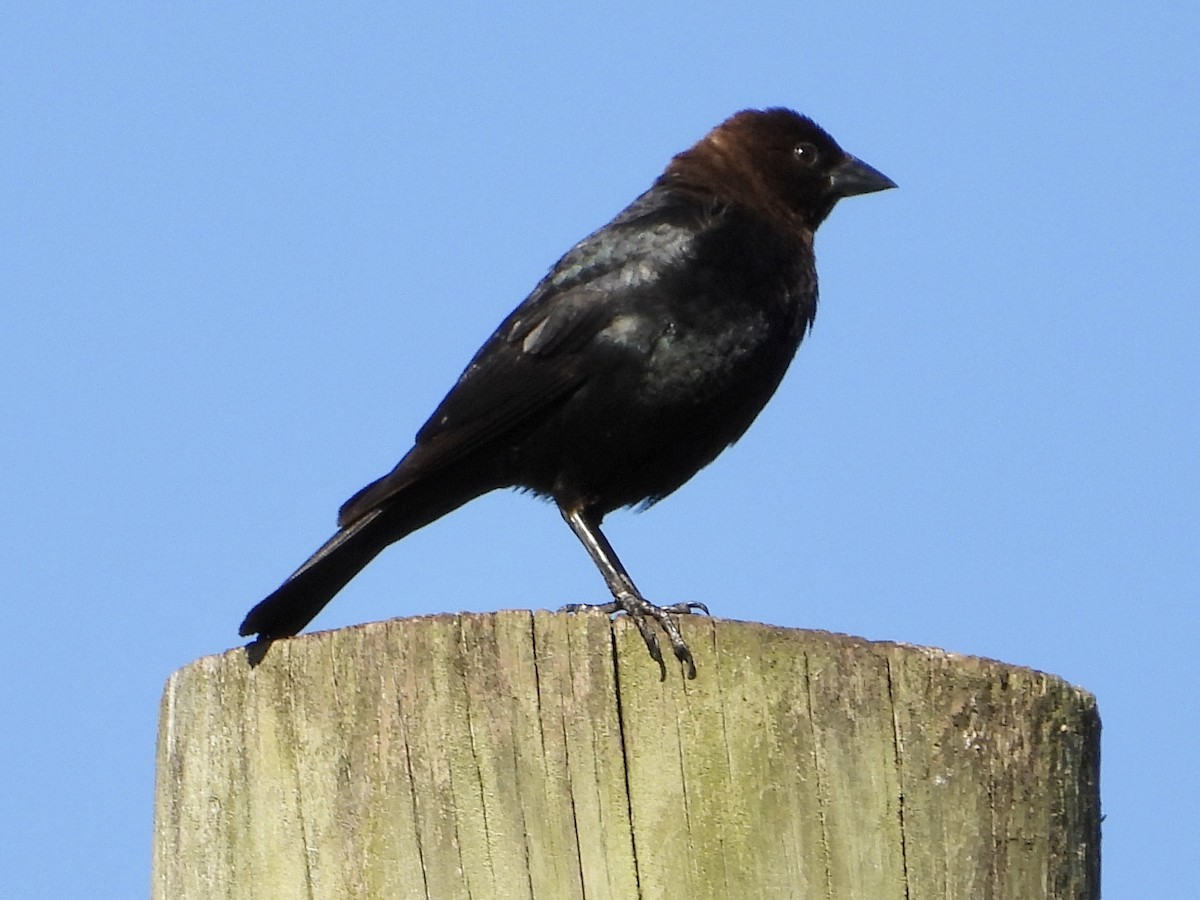 Brown-headed Cowbird - ML620207533