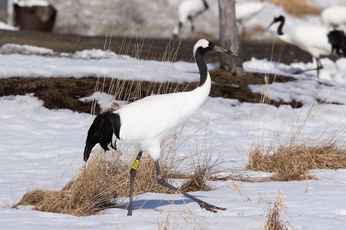 Red-crowned Crane - ML620207536