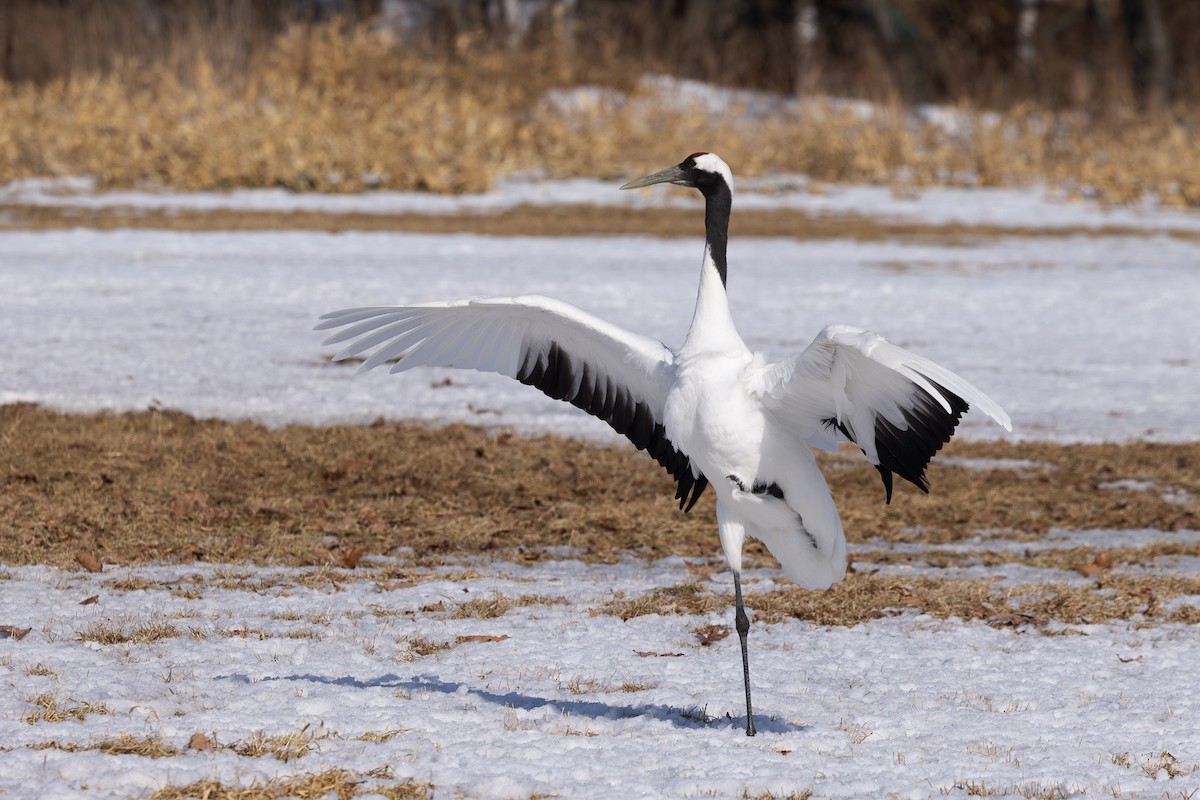 Red-crowned Crane - ML620207545