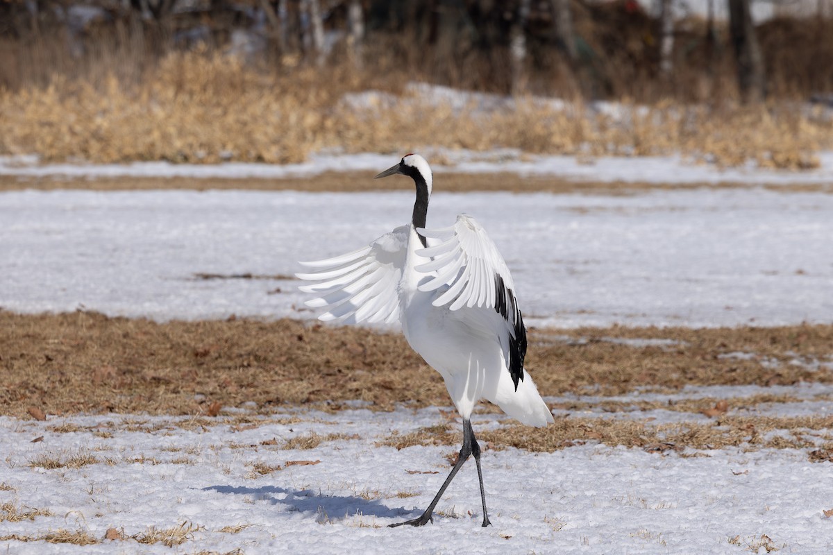 Red-crowned Crane - ML620207546
