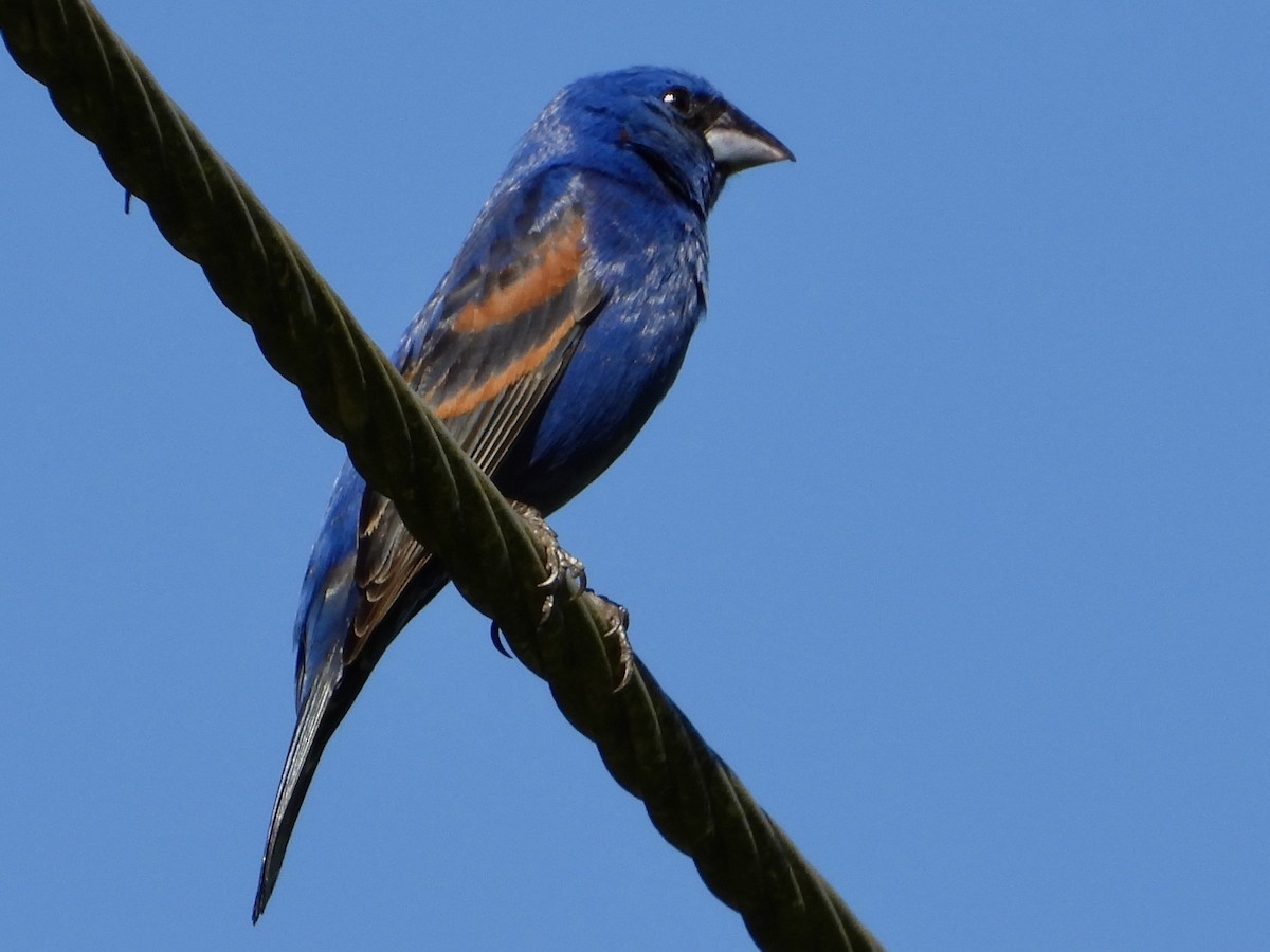 Blue Grosbeak - ML620207547