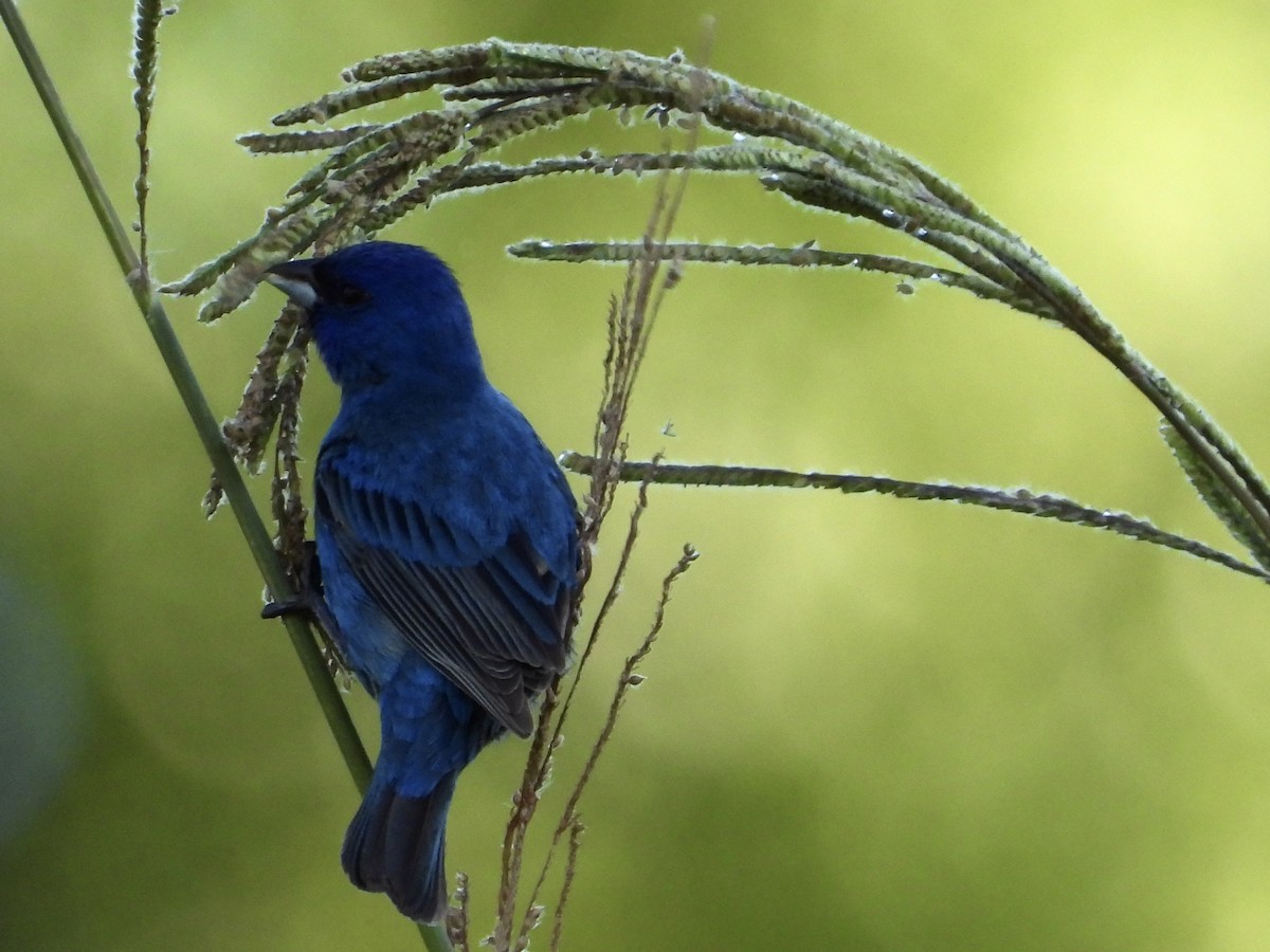 Indigo Bunting - ML620207549