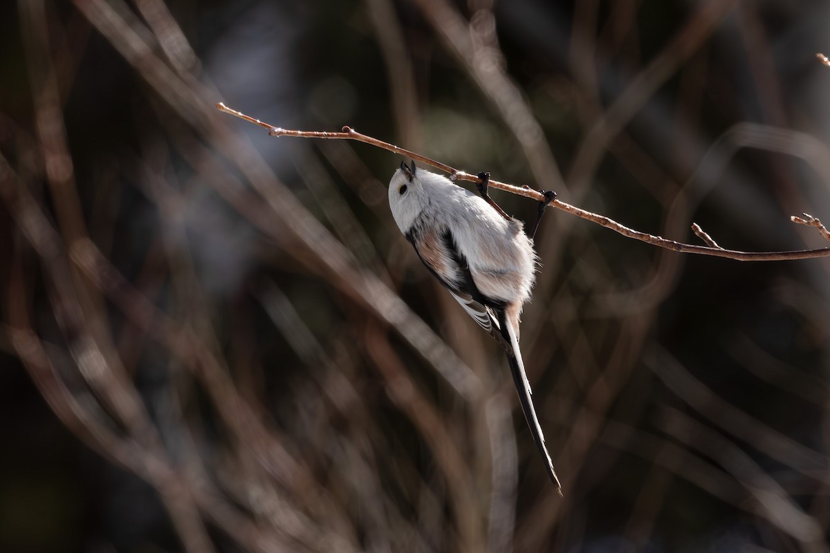 Long-tailed Tit - ML620207550