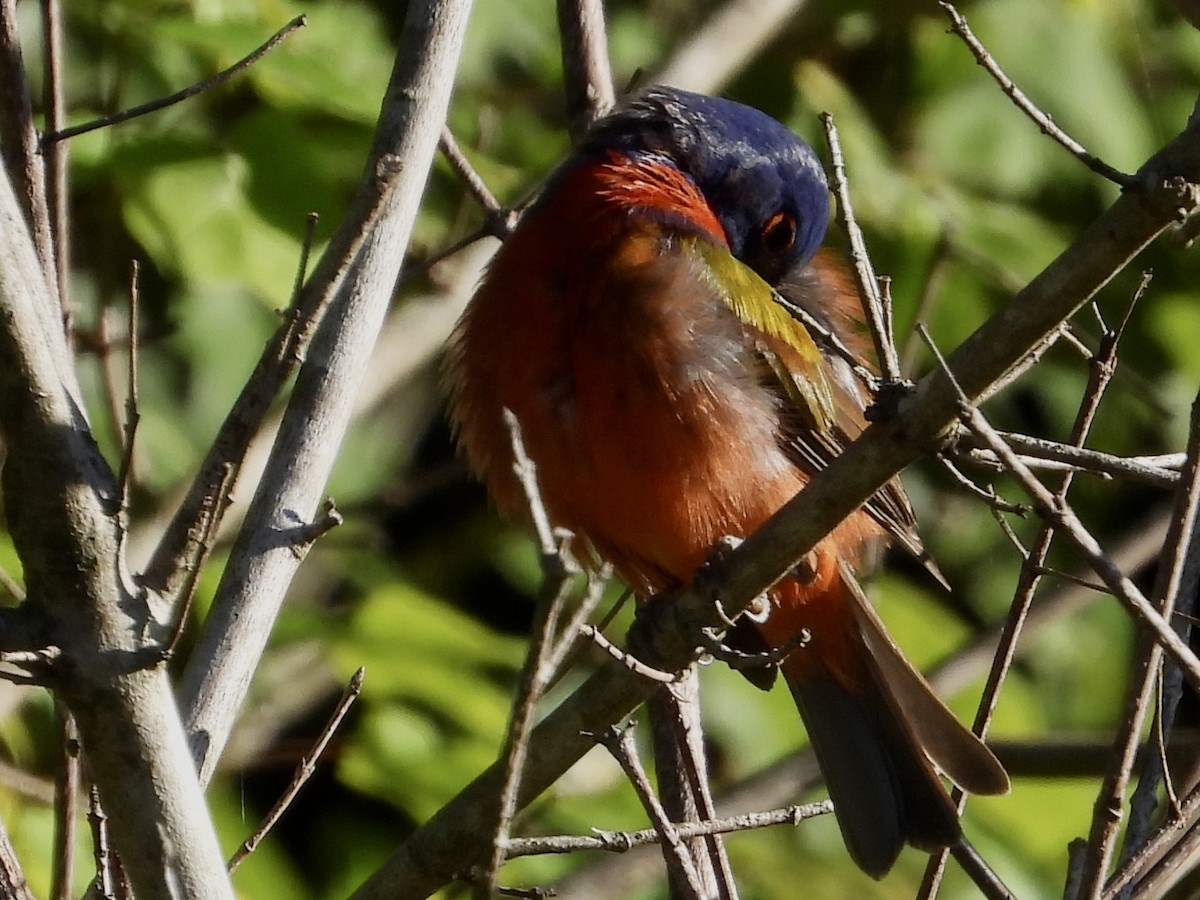 Painted Bunting - ML620207552