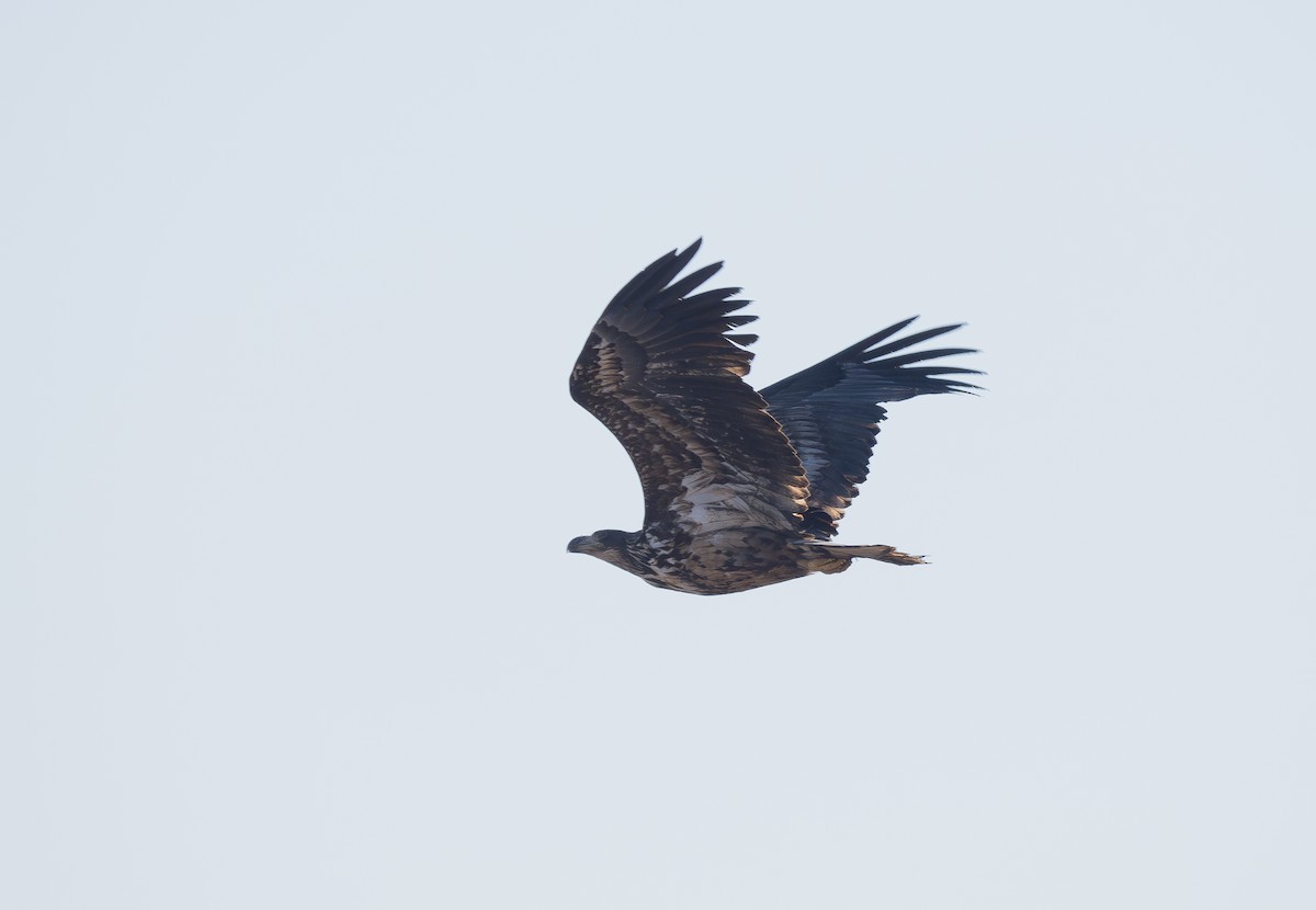 White-tailed Eagle - ML620207553