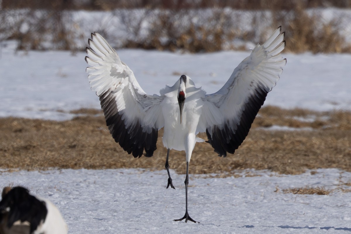 Red-crowned Crane - ML620207556
