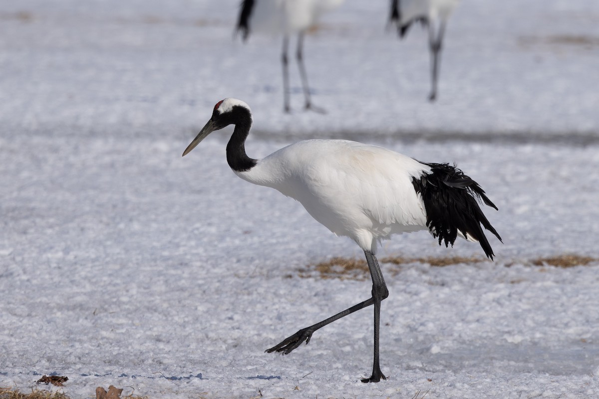 Red-crowned Crane - ML620207557