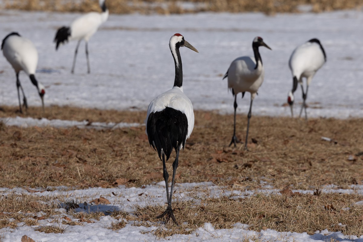 Red-crowned Crane - ML620207560
