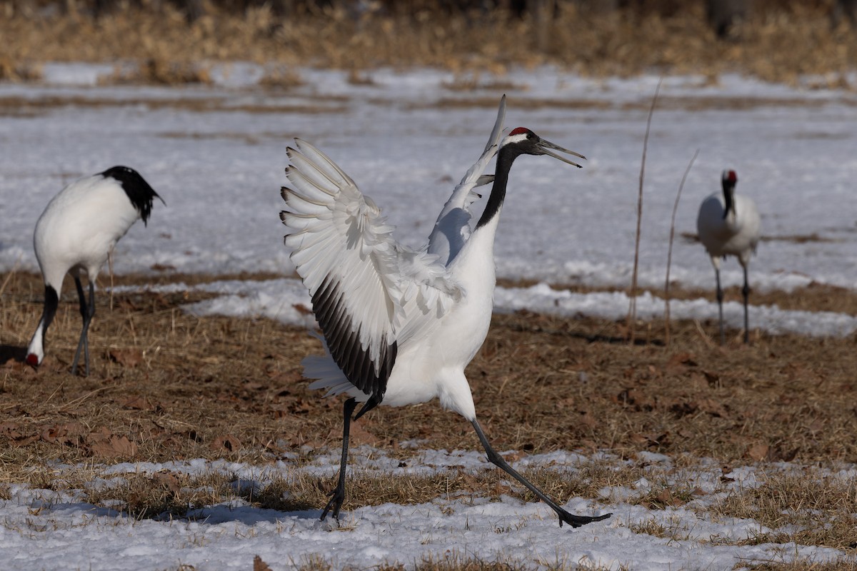 Red-crowned Crane - ML620207569