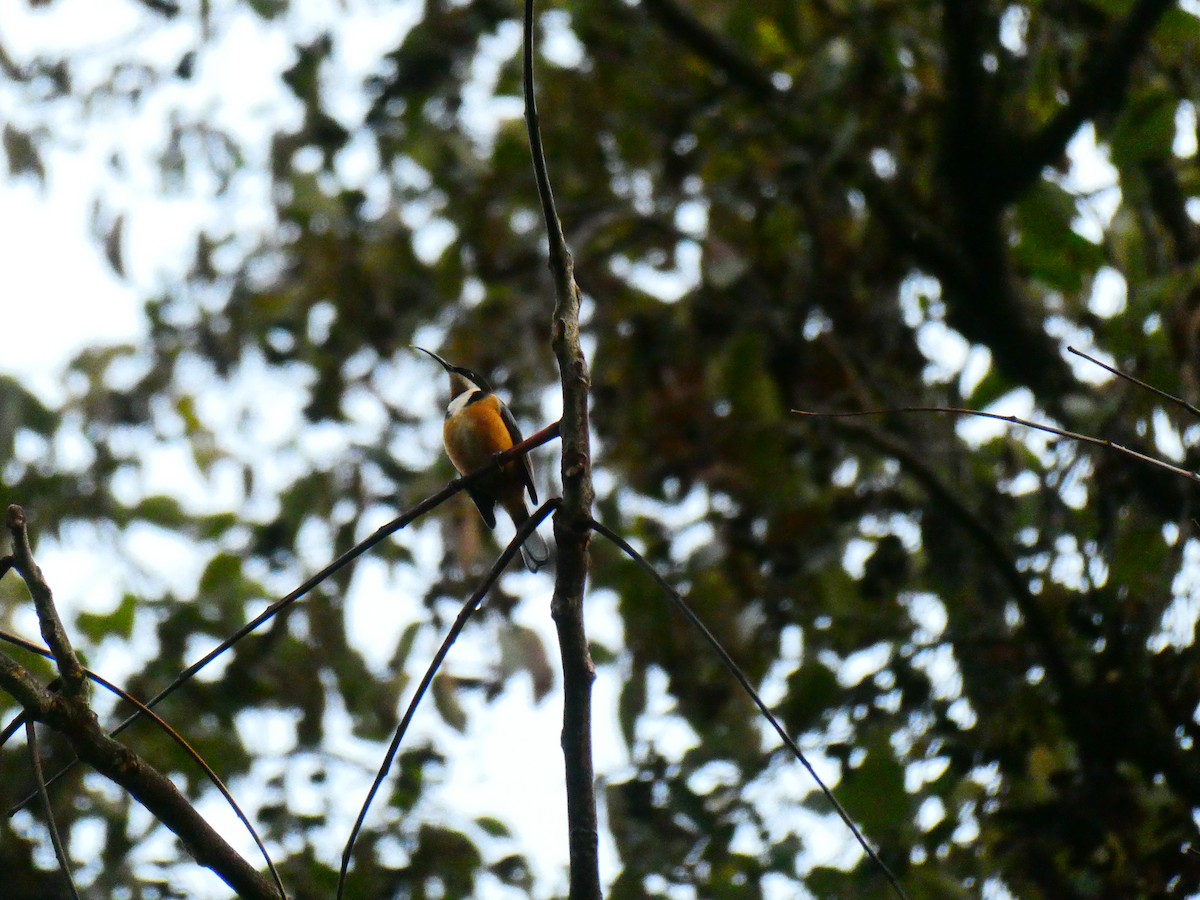 Eastern Spinebill - ML620207570