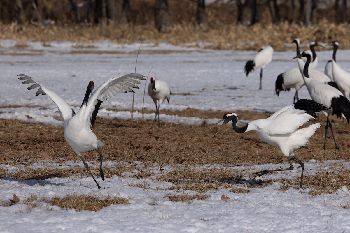 Red-crowned Crane - ML620207571