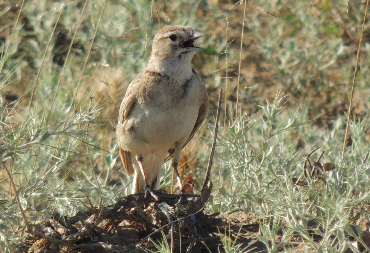 Greater Short-toed Lark - ML620207572